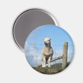 AARDIGE SCHAPEN MAGNEET (Voorkant / Achterkant)