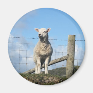 AARDIGE SCHAPEN MAGNEET