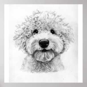 Aardige schets van een hond met krullen, lagotto poster