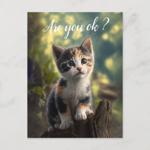Aardige Schotse Kat Is Bezorgd Briefkaart