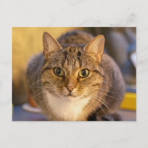 Aardige tabby- en witte kat Close-up portret Briefkaart