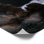 Aardige zeeotter badend Fotografisch Poster (Hoek)