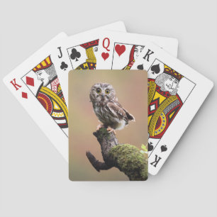 Aardigste baby dieren   Noordelijke zaagwaluil Pokerkaarten