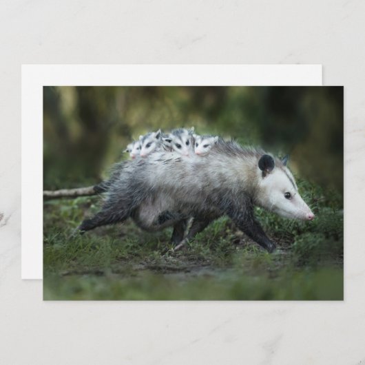 Aardigste baby dieren | Opossum moeder & kinderen Bedankkaart (Voorkant / Achterkant)