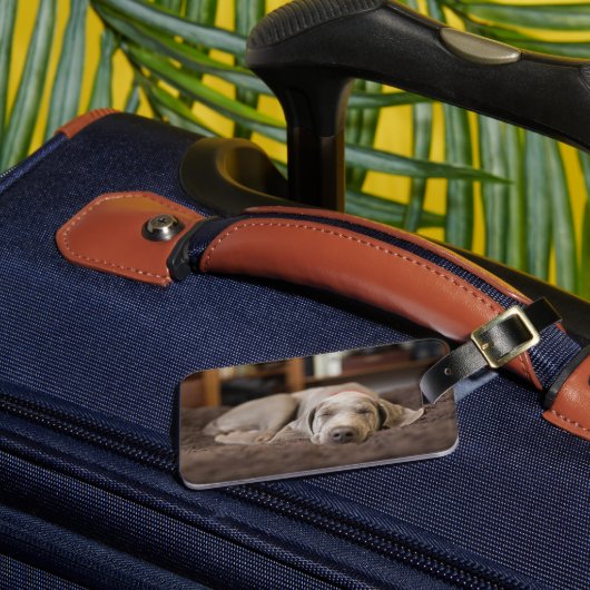 Aardigste baby-dieren | Weimaraner-puppy slaapt Bagagelabel (Voorkant Insitu 3)