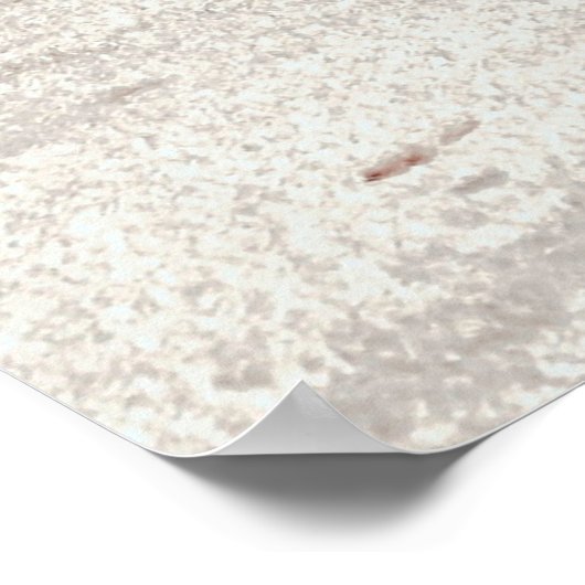 Aardkever naast kokokosbomen poster (Hoek)