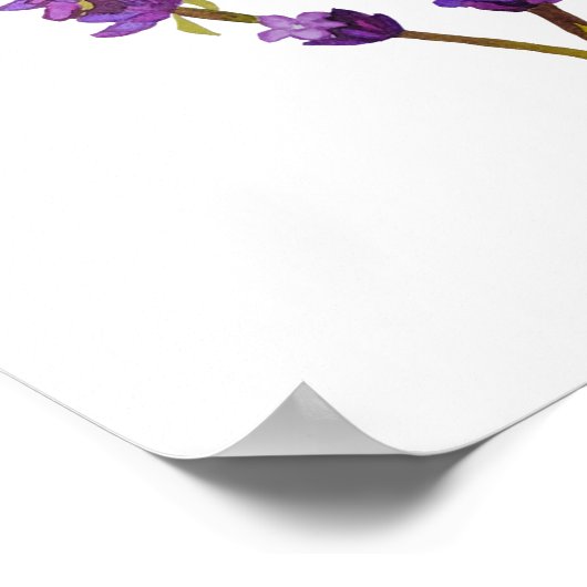 Aardlavendelposter Poster (Hoek)