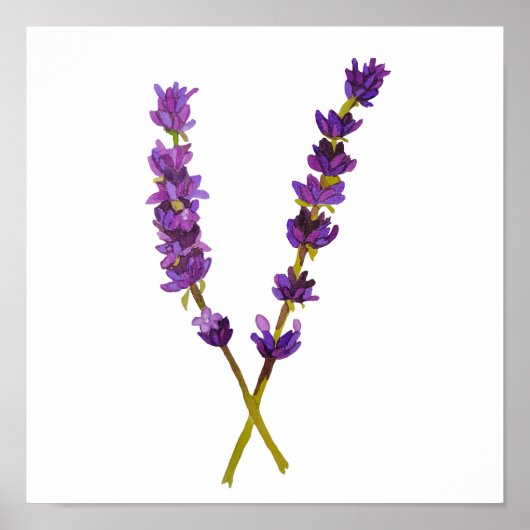 Aardlavendelposter Poster (Voorkant)