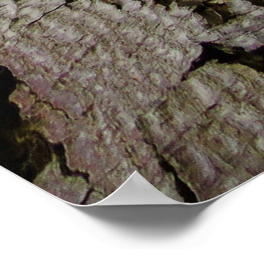 Aardpederboom Poster (Hoek)