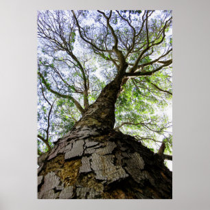 Aardpederboom Poster