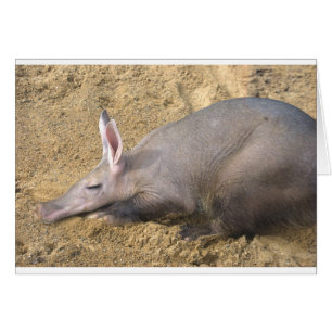 Aardvark