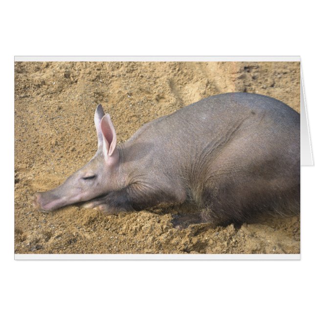 Aardvark (Voorkant Horizontaal)