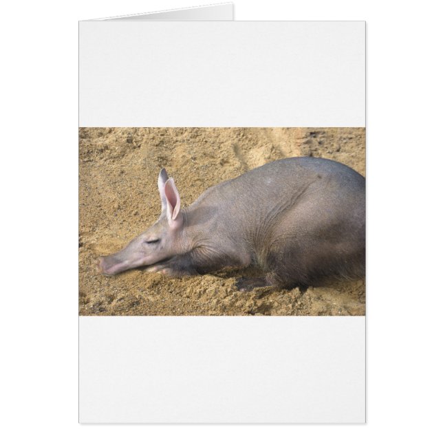 Aardvark (Voorkant)