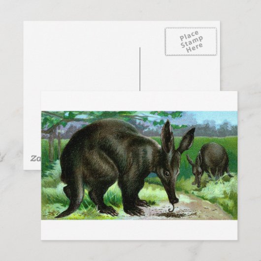 Aardvark Briefkaart (Voorkant / Achterkant)
