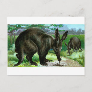 Aardvark Briefkaart