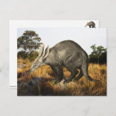 Aardvark Briefkaart (Voorkant / Achterkant)