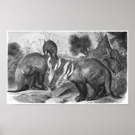 Aardvark - Orycteropus na portefeuille Poster (Voorkant)