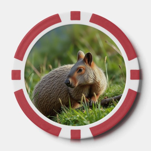 Aardvark Poker Chips (Voorkant)