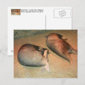 Aardvarken Briefkaart (Voorkant / Achterkant)
