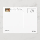 Aardvarken Briefkaart (Achterkant)