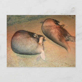 Aardvarken Briefkaart