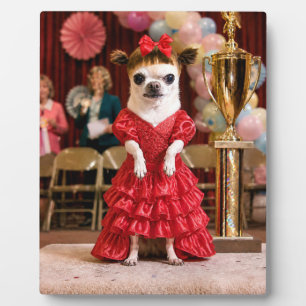 Aarzelende Chihuahua Schoonheidswedstrijd Winnaar Fotoplaat