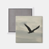 Aasgier. Magneet (Voorkant / Achterkant)