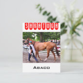 Abaco - Phipps Stables Briefkaart (Staand voorkant)