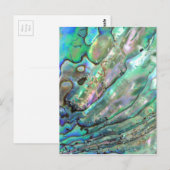 Abalone Briefkaart (Voorkant / Achterkant)