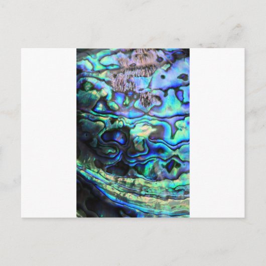 Abalone paua schelp briefkaart (Voorkant)