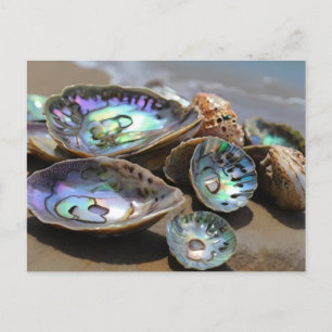 Abalone schelpen op het strand briefkaart