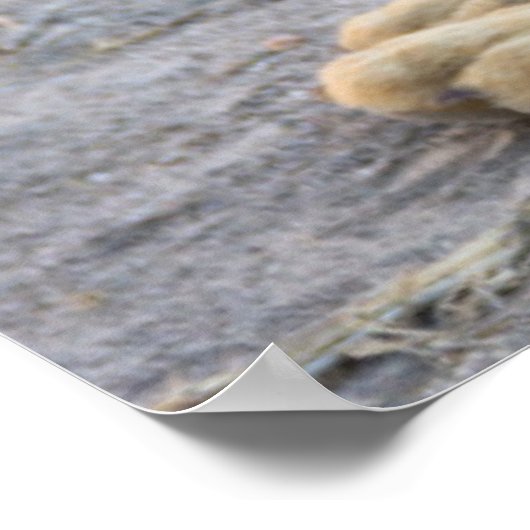 Abandoned Dog Poster (Hoek)