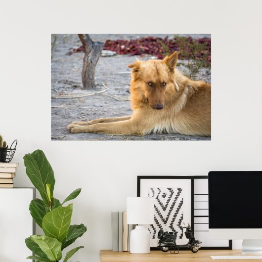 Abandoned Dog Poster (Thuiskantoor)