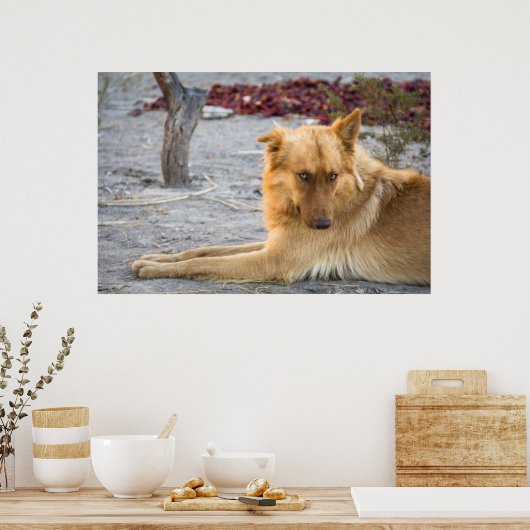 Abandoned Dog Poster (Keuken)