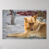 Abandoned Dog Poster (Voorkant)