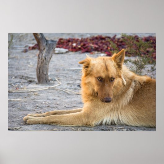 Abandoned Dog Poster (Voorkant)