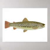 Abant Trout Poster (Voorkant)