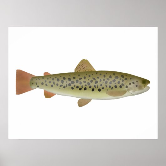 Abant Trout Poster (Voorkant)