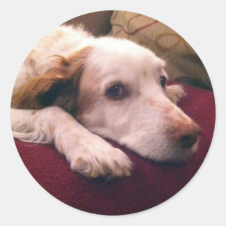 Abby Brittany Spaniel Ronde Sticker