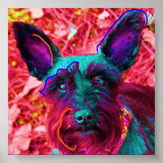 Abby de Schnauzer Poster