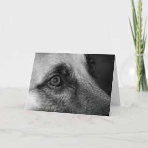 Abby German Shephed Watchful Eye Blank Kaart