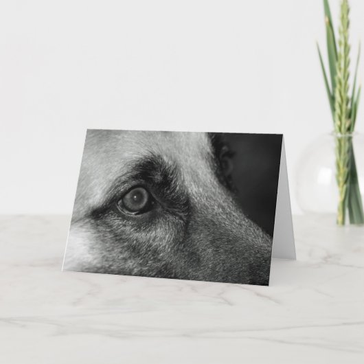 Abby German Shephed Watchful Eye Blank Kaart (Voorkant)