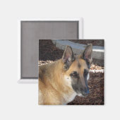 Abby German Shepherd Magnet (Voorkant / Achterkant)