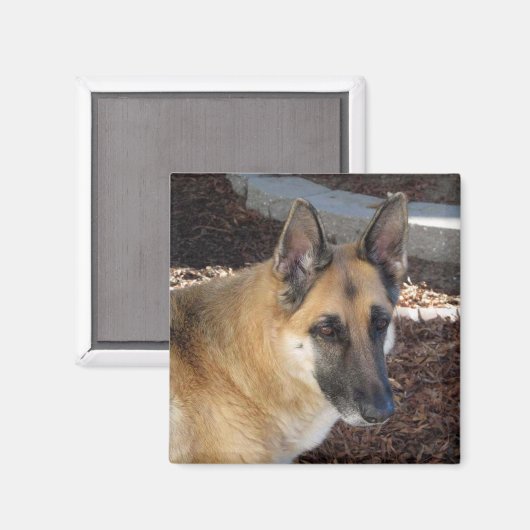 Abby German Shepherd Magnet (Voorkant / Achterkant)