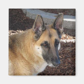 Abby German Shepherd Magnet (Voorkant)