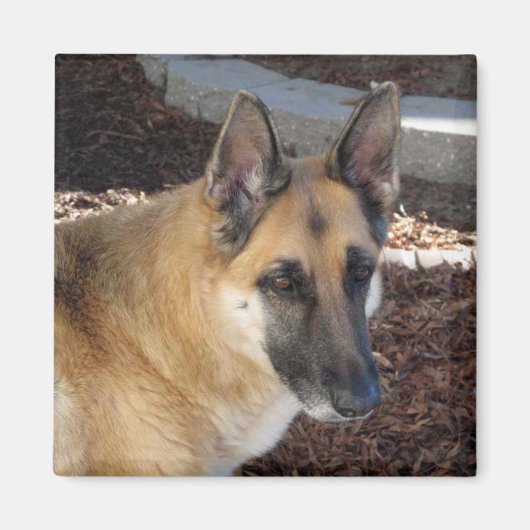 Abby German Shepherd Magnet (Voorkant)