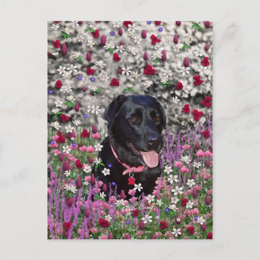 Abby in bloemen - Black Lab Dog Briefkaart (Voorkant)