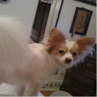 Abby Ornament Fotobeeldje Ornament