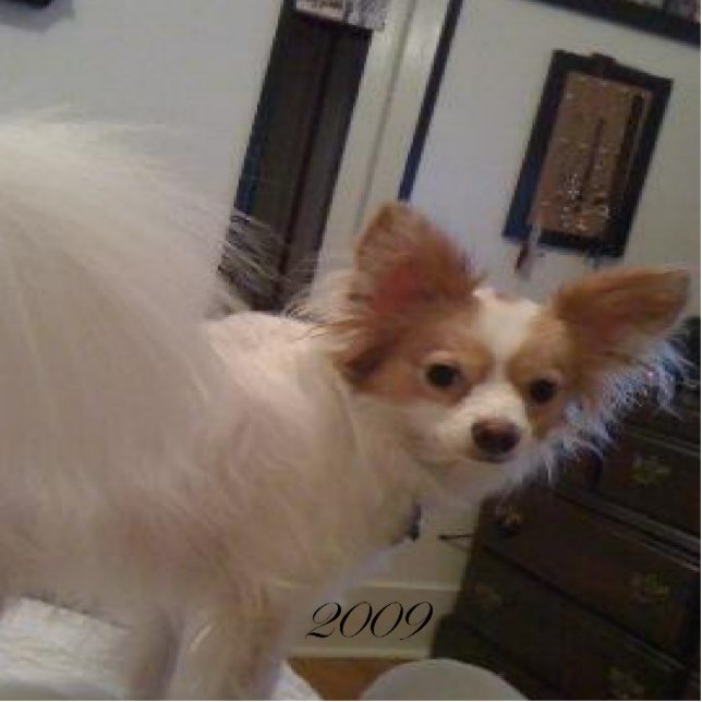 Abby Ornament Fotobeeldje Ornament (Voorkant)