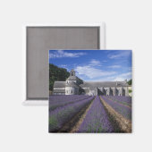 Abdij van Sénanque, Gordes, Vaucluse, Provence, Magneet (Voorkant / Achterkant)